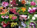 Scheda Azienda FIORERIA FLORART FIORI FRESCHI E ORNAMENTI di KIRCHER ALOISIA