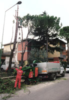 Logo di SEMPREVERDE