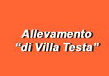 Logo di ALLEVAMENTO VILLA TESTA