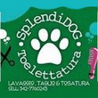 Logo di SPLENDIDOG