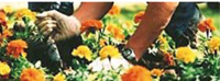 Logo di EDEN GARDEN snc