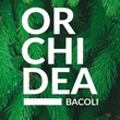 Logo di ORCHIDEASTORE
