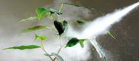 Logo di VERDE AMBIENTE