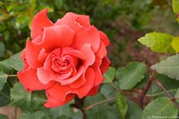 Logo di LA ROSA