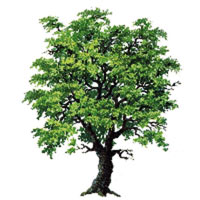 Logo di MAXARBOR