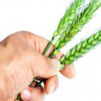 Logo di AGRISTEFEN srl