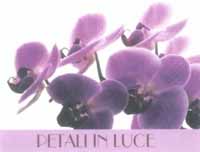 Logo di PETALI IN LUCE