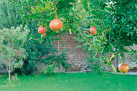 Logo di LIMONTA STUDIO DEL VERDE