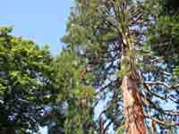 Logo di SEM IN TREE