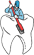 Logo di STUDIO DENTISTICO ASSOCIATO DAL FOVO E TOBALDINI