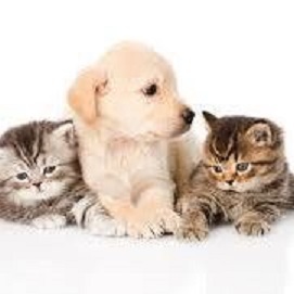 Logo di ECOCENTER DOGS AND CATS