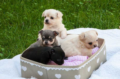 Cuccioli Chihuahua Animali Domestici Allevamento E Addestramento