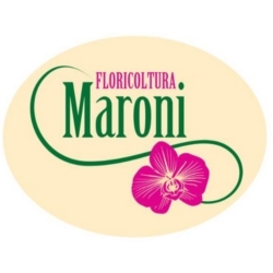 Logo di FLORICOLTURA MARONI