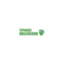 Logo di VIVAIO BELVEDERE