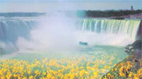Logo di IMPRESA DI PULIZIE GIARDINAGGIO NIAGARA PULICENTER