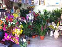 Logo di FIORI E PIANTE