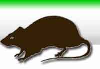 Logo di ECOPEST srl