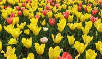 Logo di FLOWERS