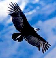 Logo di CONDOR srl