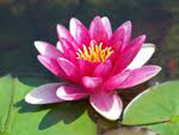 Logo di GIARDINI LA NINFEA
