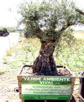 Logo di VIVAIO VERDE AMBIENTE
