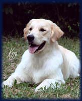 Logo di ALLEVAMENTO DIETINGER'S - GOLDEN RETRIEVER - LEVRIERO AFGANO