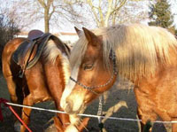 Logo di LANNY RANCH