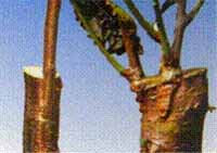 Logo di AGRICHEM