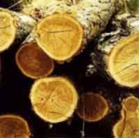 Logo di ART LEGNO sas