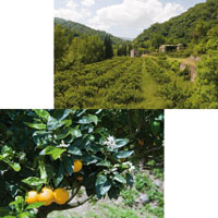 Logo di AZIENDA AGRICOLA IL GIARDINO DEGLI ARANCI