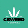 Logo di CBWEED SHOP PERUGIA