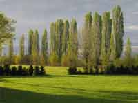 Logo di AMICO VERDE