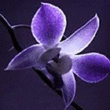 Logo di FIORERIA L'ORCHIDEA BLU