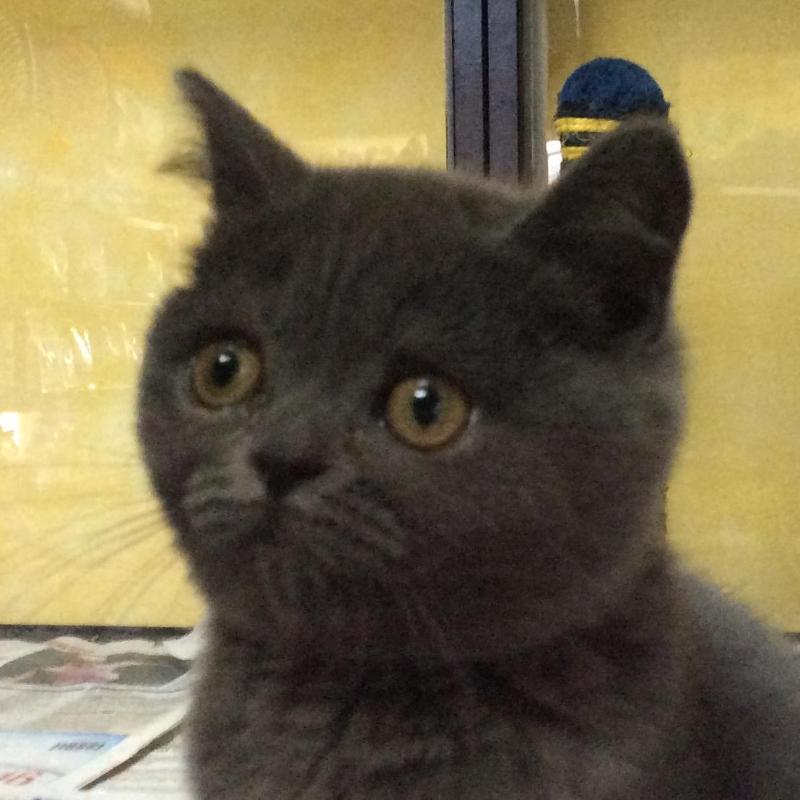 La Nostra Boutique Animali Domestici Articoli Ed Alimenti