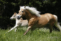 Logo di FEDERAZIONE PROVINCIALE ALLEVATORI CAVALLI HAFLINGER DELL'ALTO ADIGE