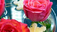 Logo di FIORERIA PRIMAVERA