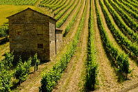 Logo di AGRI 1 VENDITA E ASSISTENZA MACCHINE AGRICOLE E GIARDINAGGIO