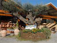 Logo di AZIENDA AGRICOLA LUIGI GALBIATI