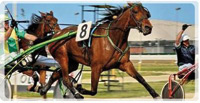 Logo di IPPODROMO S. ARTEMIO