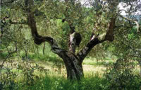 Logo di DITTA CAGNAZZO