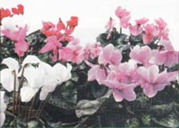 Logo di FLORICOLTURA MERONE