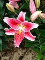 Logo di FIORI E COLORI