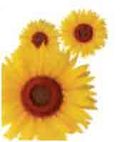 Logo di PROFUMO DI FIORI