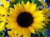IL GIRASOLE LUCIA USSORIO