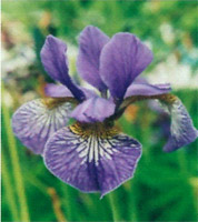 Logo di IRIS IMPRESA di PULIZIE