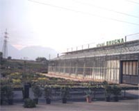 Logo di AZIENDA AGRICOLA VIVAI BRUGNA