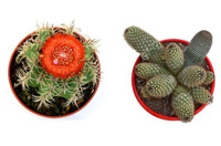 Logo di EDEN PLANTAE