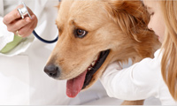 Logo di AMBULATORIO VETERINARIO DR. R. ANGELINI & DR. MOREALE