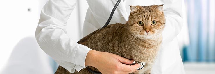 ambulatorio veterinario ambulatorio veterinario