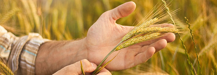aziende agricole aziende agricole